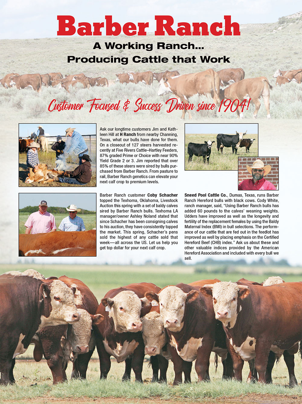 Sales Barber Ranch Hereford Cattle in Channing, Texas