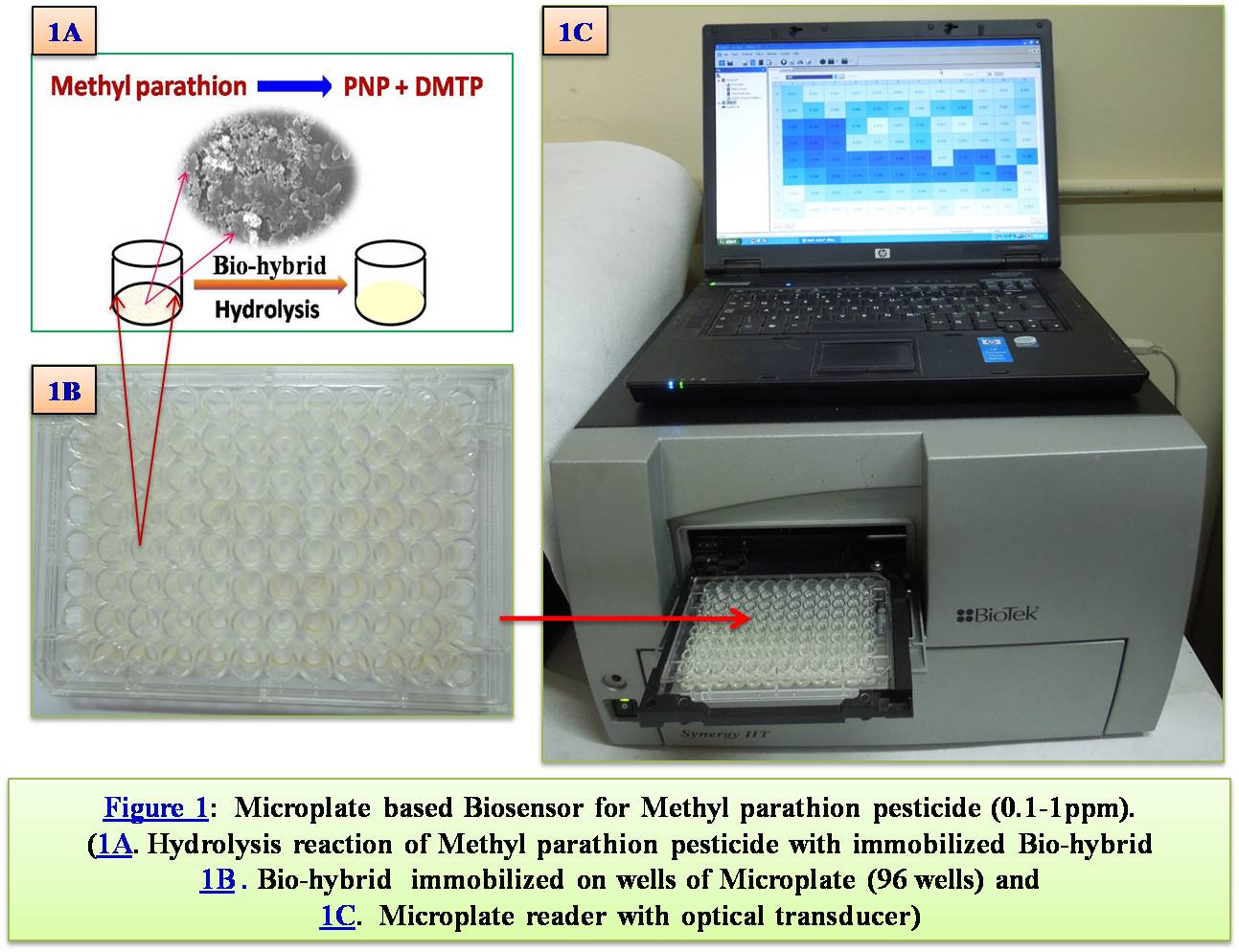Microplate based optical biosensor for detection of Methyl Parathion