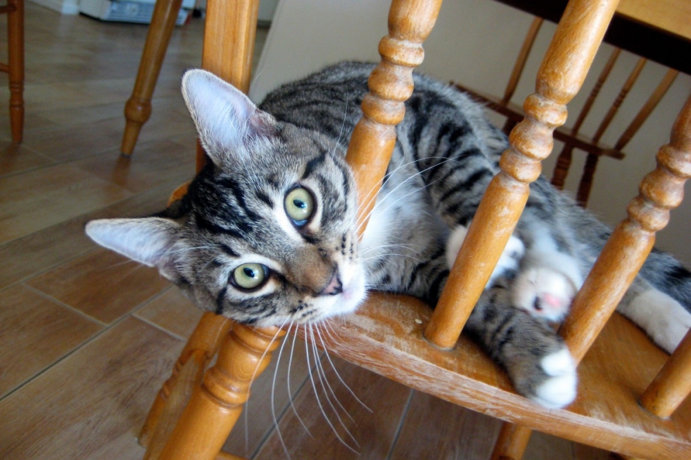 Learning Spanish with Fun Cat Expressions Barcelona Blonde