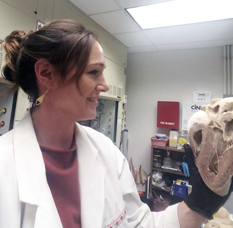 Plastinated Specimens for Sale Importance of Plastination