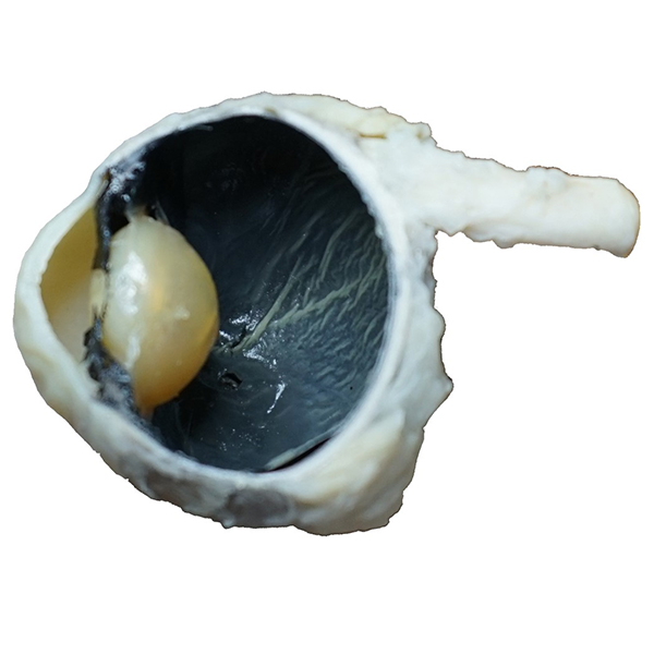 Plastinated Specimens for Sale Importance of Plastination