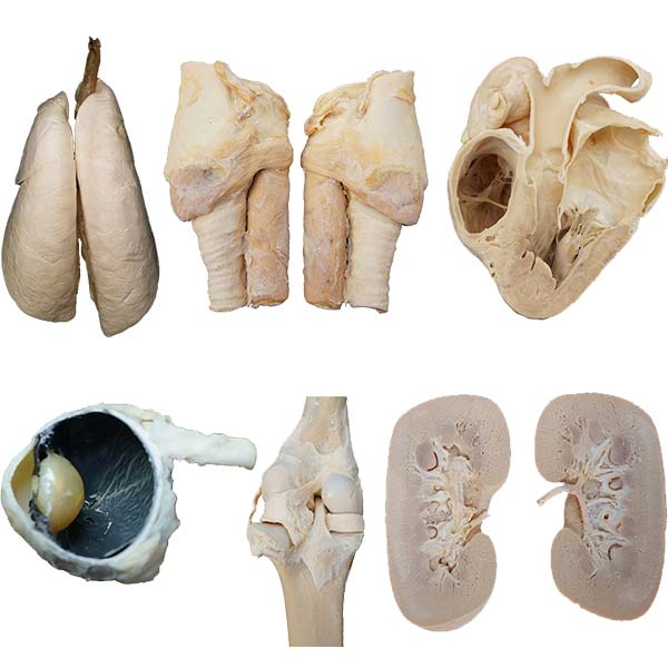 Plastinated Specimens for Sale Importance of Plastination