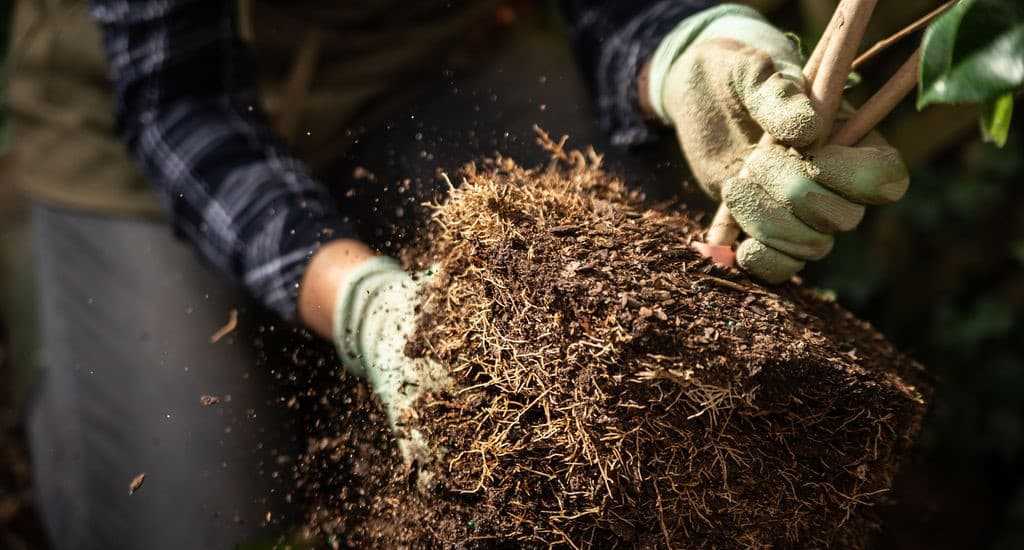 Plant Profiles Archives Barefoot Garden Design