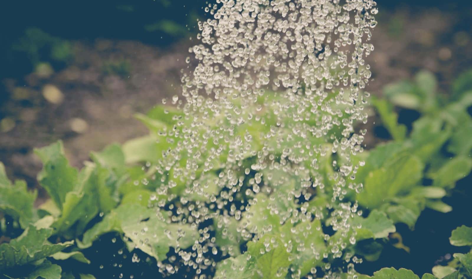 Best Native Plants for Zone 5 Barefoot Garden Design