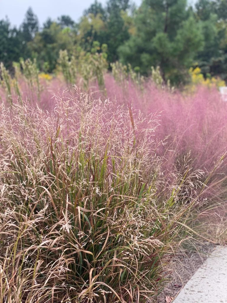 The Barefoot Guide to Native Plant Maintenance Barefoot Garden Design