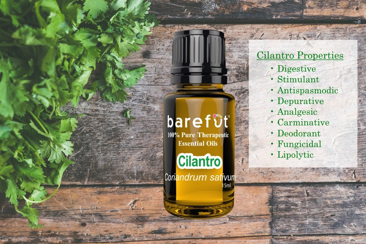 Essential Oil Spotlight Cilantro Barefut Essential Oils