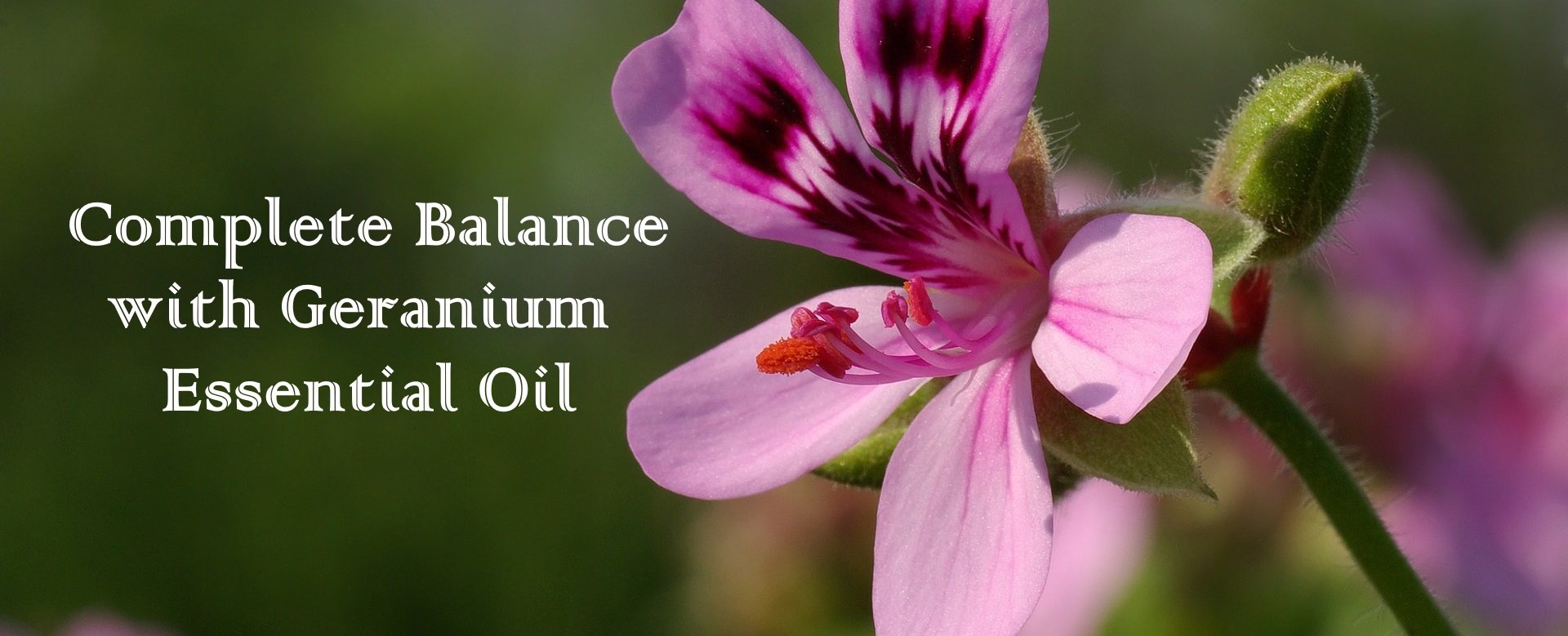 Geranium Essential Oil Buy Pure Essential Oils barefūt