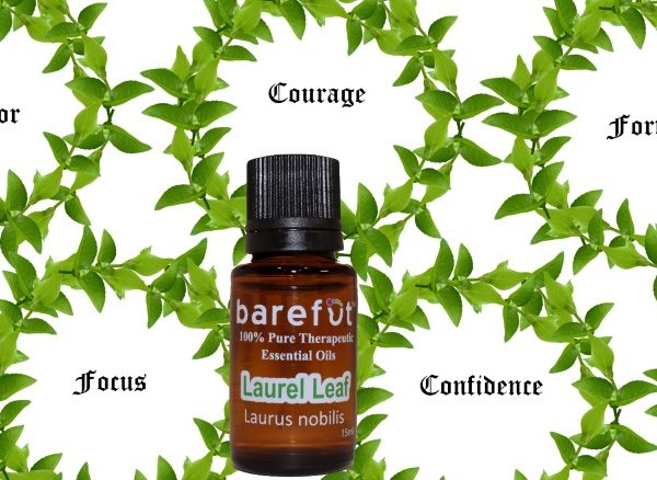 Laurel Leaf Essential Oil barefut Essential Oils 100 Pure Therapeutic