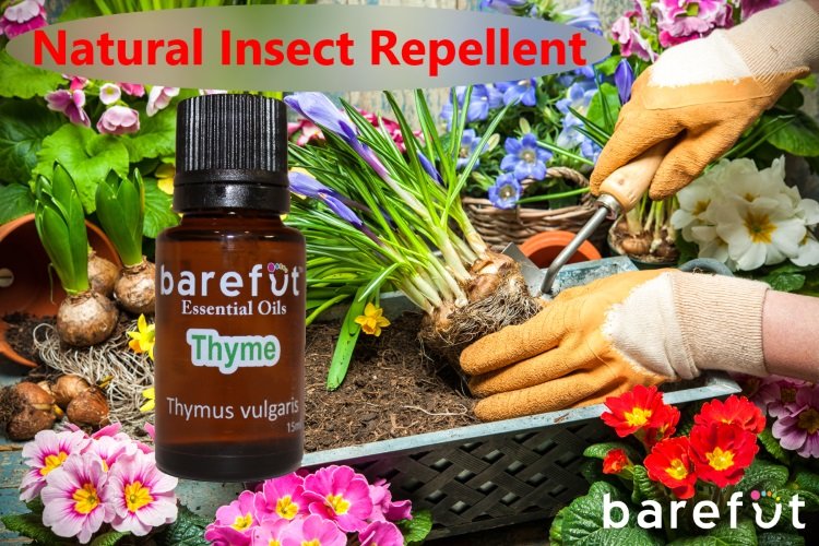 Thyme Essential Oil barefut Essential Oils 100 Pure Therapeutic