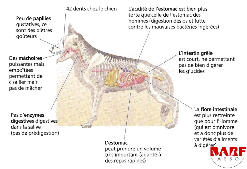 schéma royal canin BARFASSO Association loi 1901 visant à