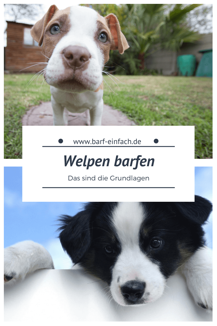 6 wichtige Grundlagen beim Welpen barfen Barf Einfach
