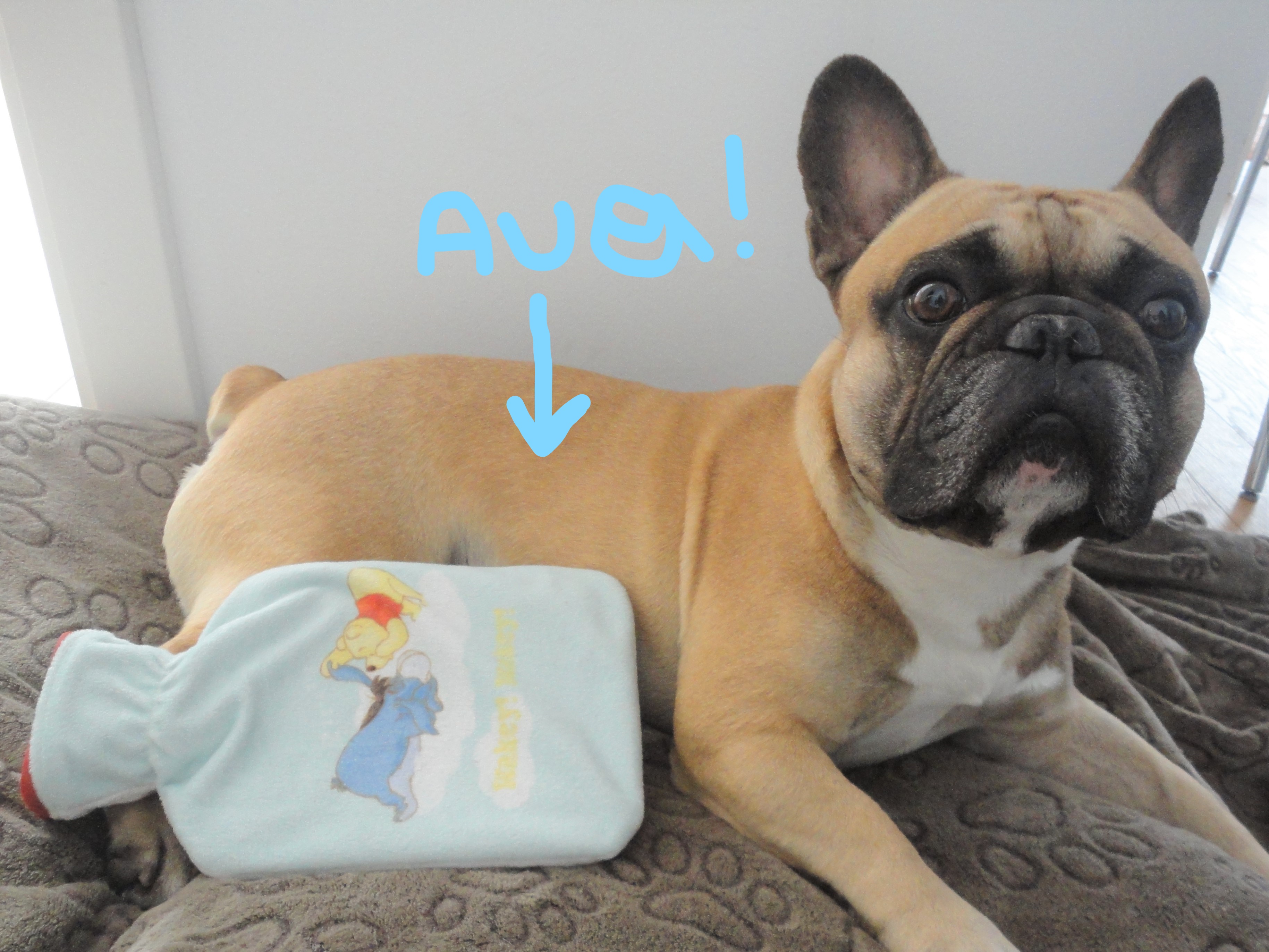 Blähungen Durchfall Hund