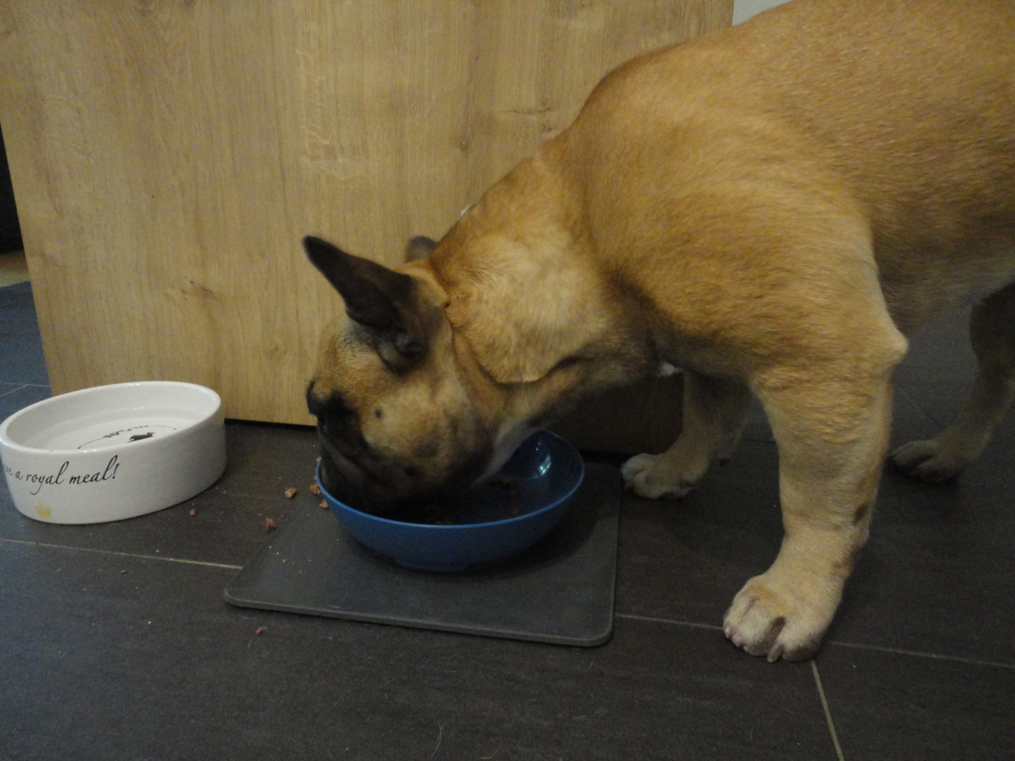 Testbericht und Erfahrungen Xantara Hundefutter barfguide.at