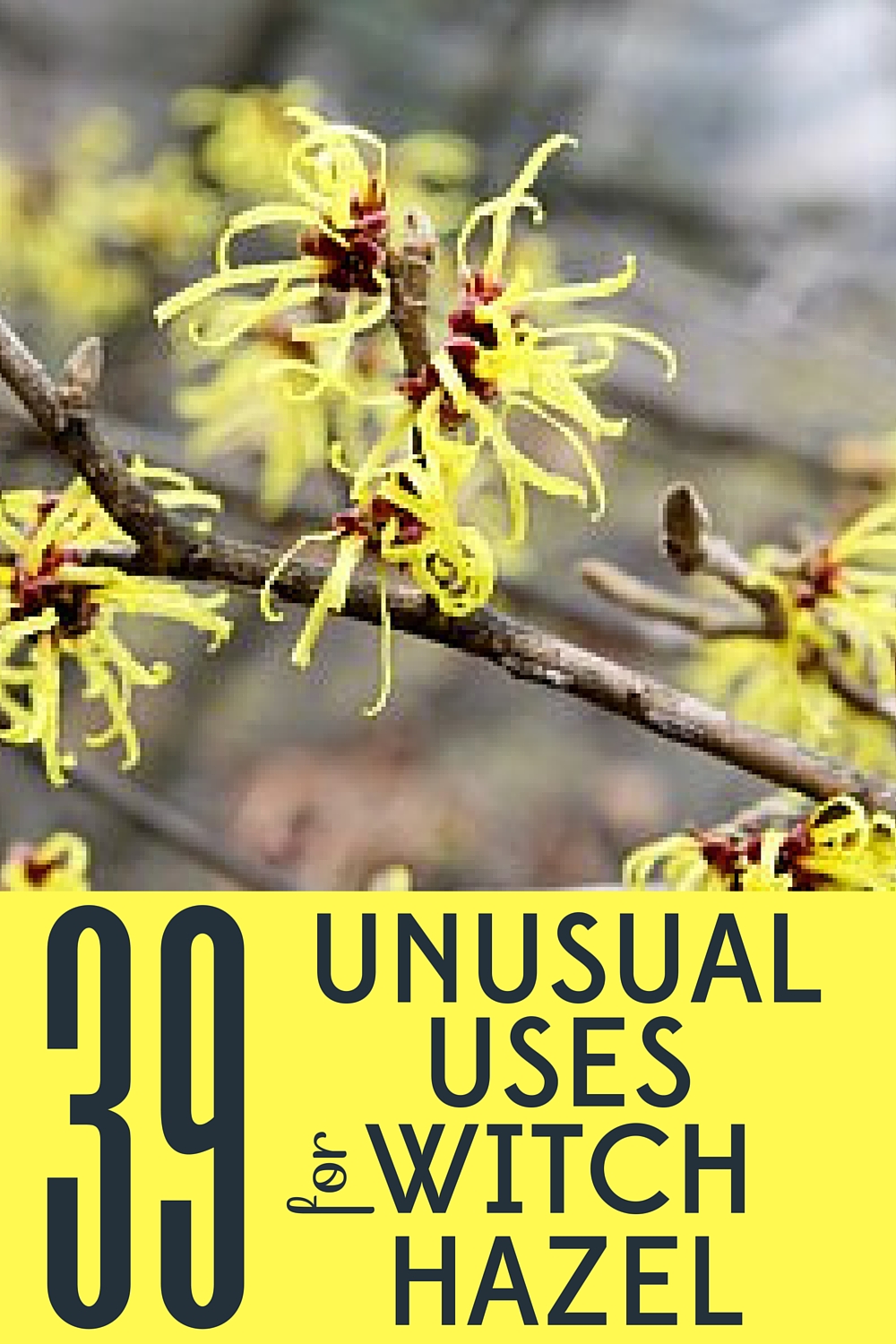 39 Unusual Uses for Witch Hazel