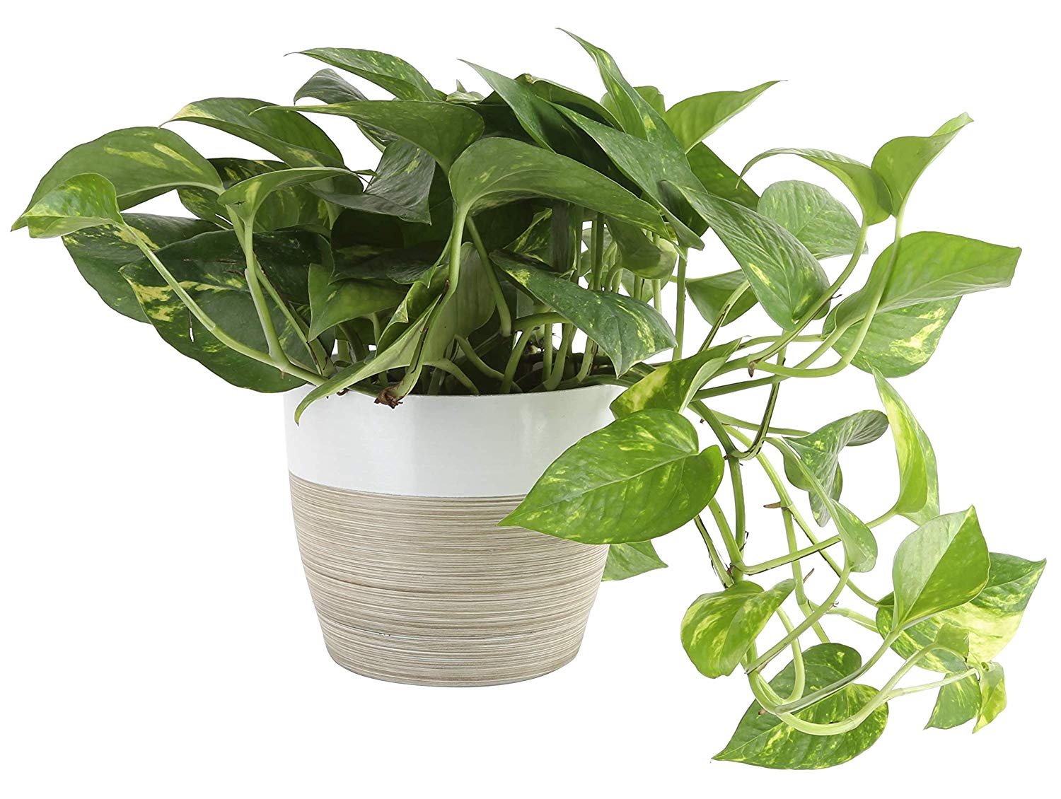 Save up to 30 on Indoor Live Plants