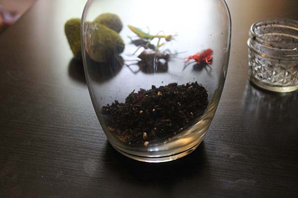 Bug Terrarium Dollar Store Craft BargainBriana