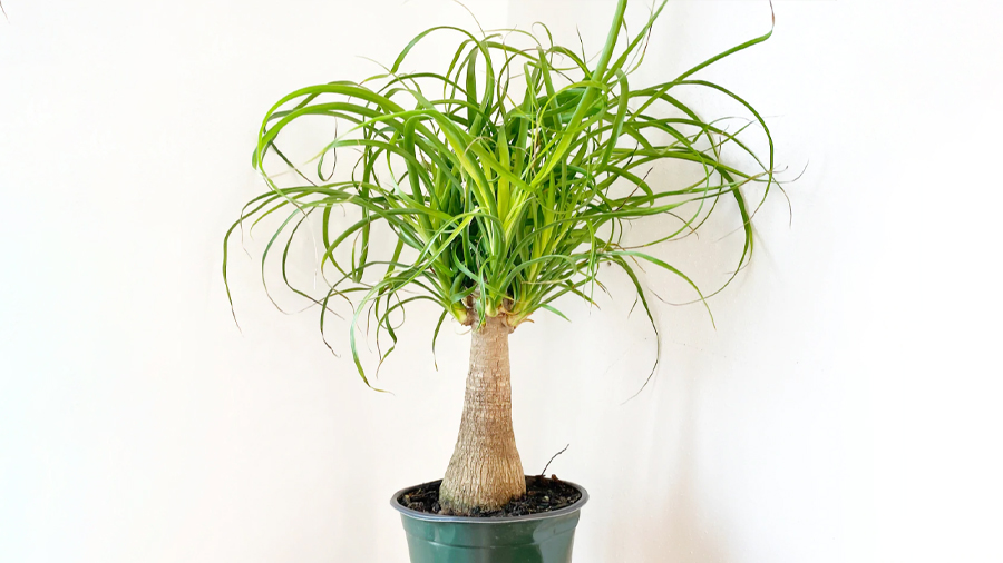 لیندا Elephant foot Tree برگام