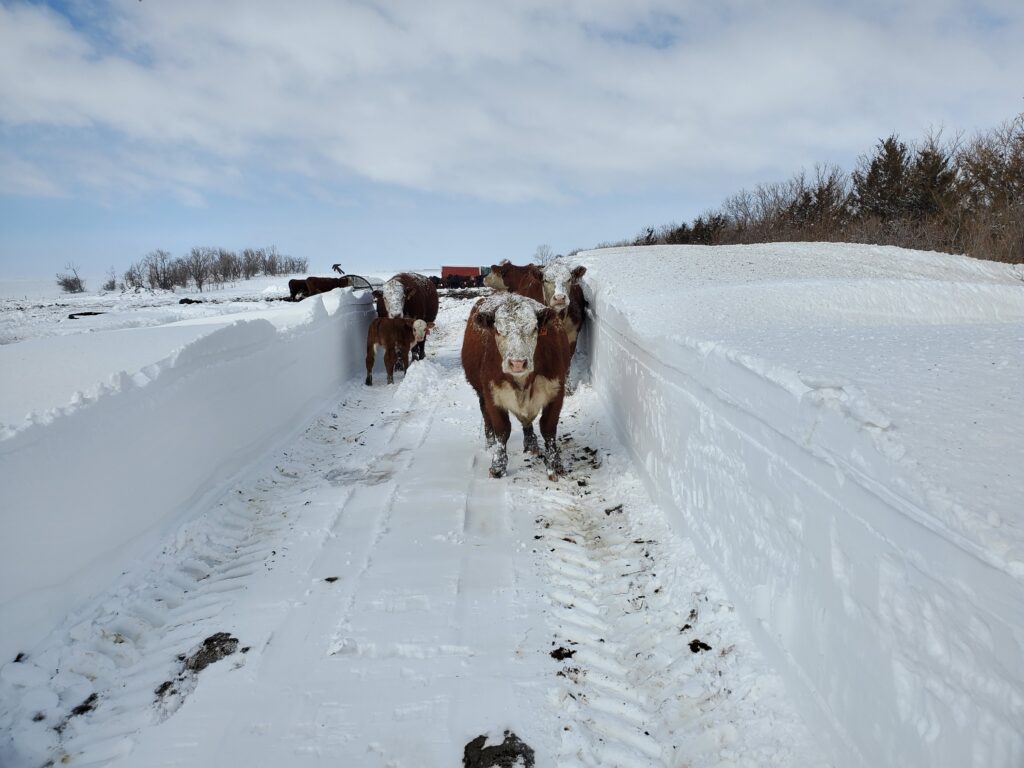 Ranch Life Bar JZ Ranches