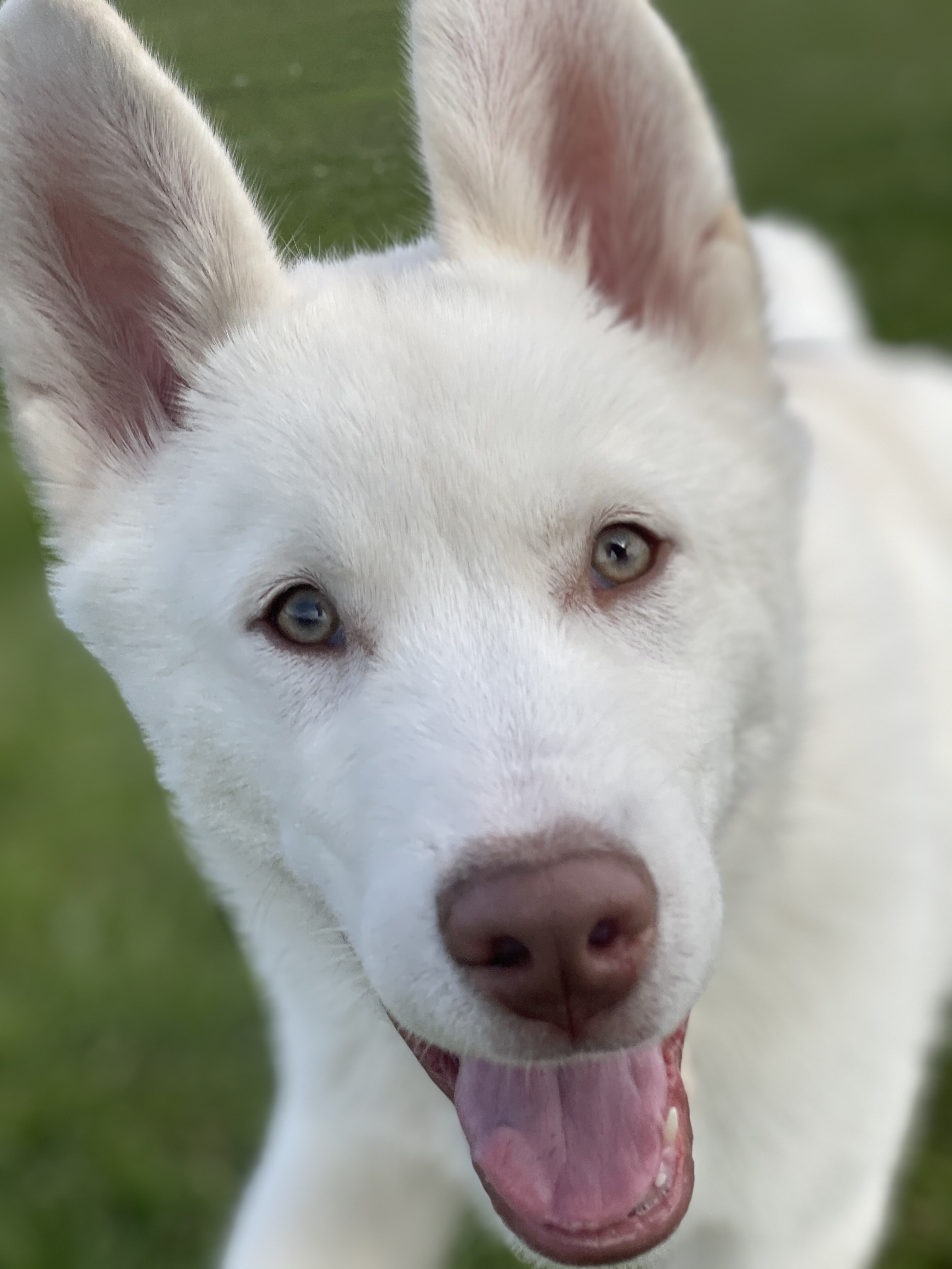 Sirius 7 K9 Training Bark Profile and Reviews