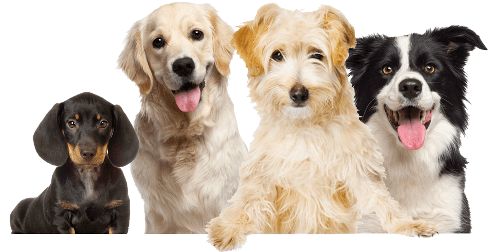 Bark Avenue is the best doggie daycare, kennel and groomer near Bartlett