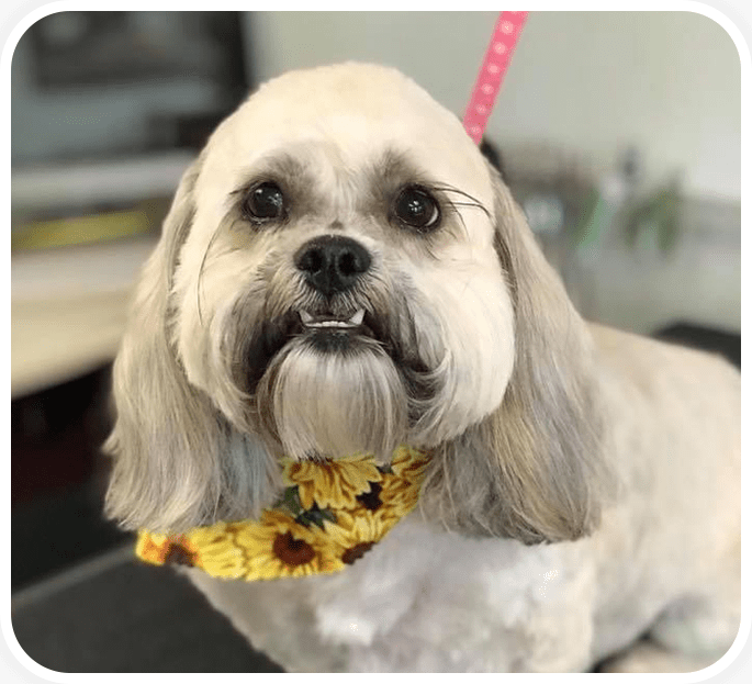 Pet Grooming Centre Bark Avenue Pet Styling