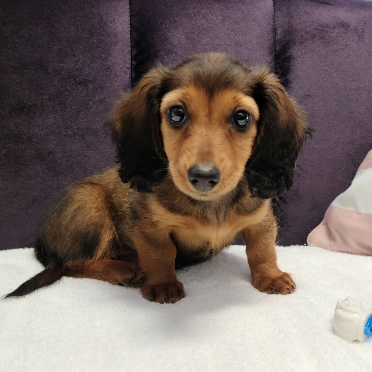 Mini Dachshund Female Puppy Bark Avenue Puppies