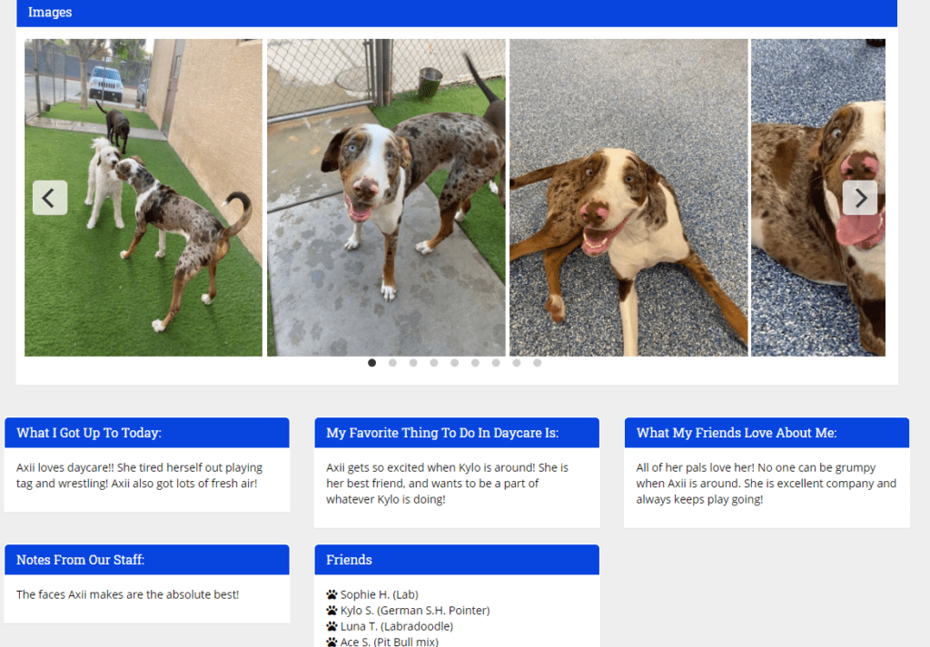 Pet Daycare in Mesa, AZ Doggie Daycare Bark Avenue