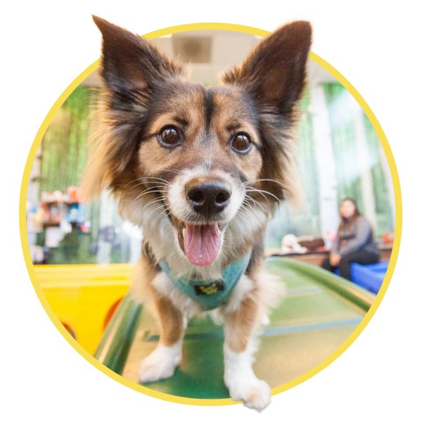 San Francisco's BEST Dog Daycare Bark Avenue