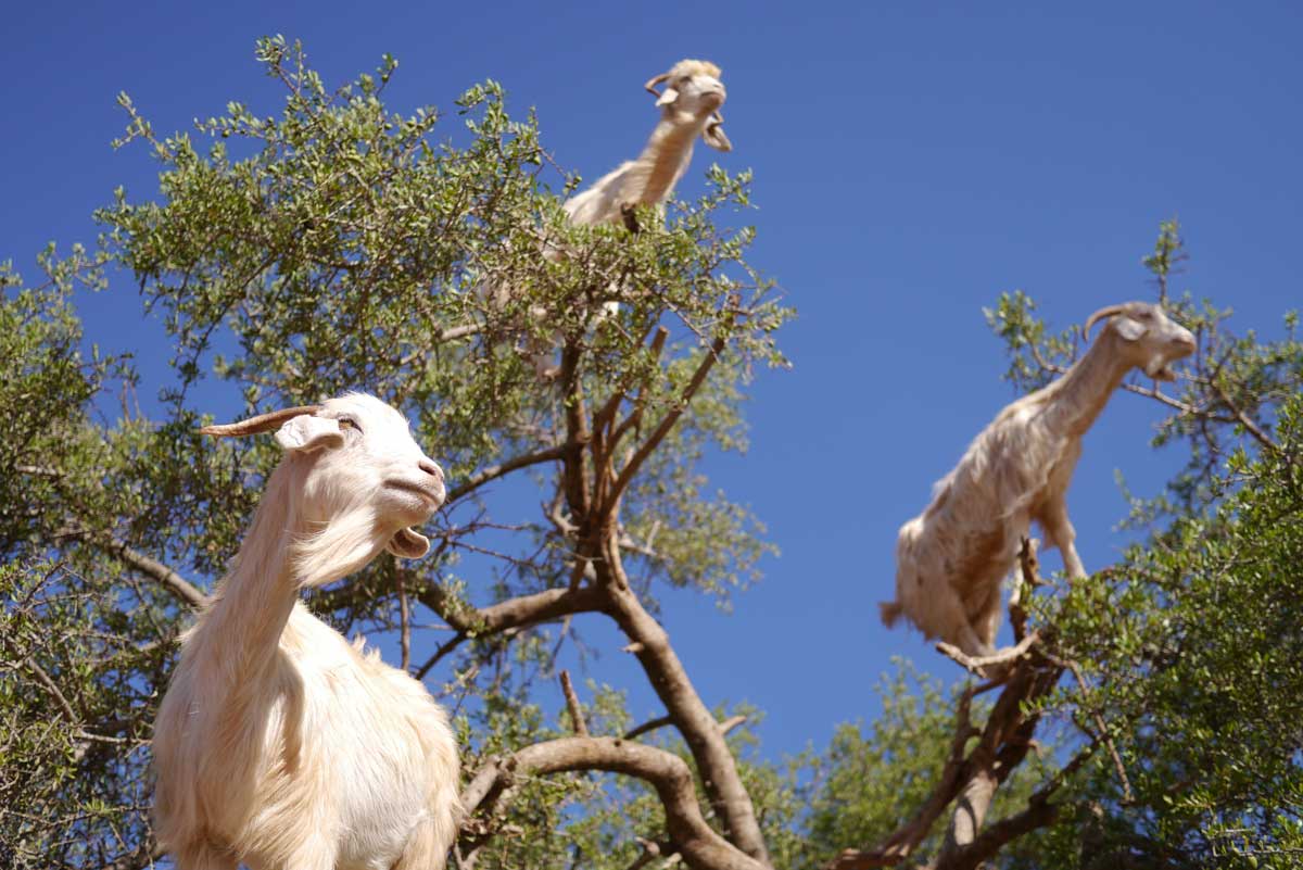 Herbal Essences + Nat Geo “Secrets of the Garden” Bark Bark