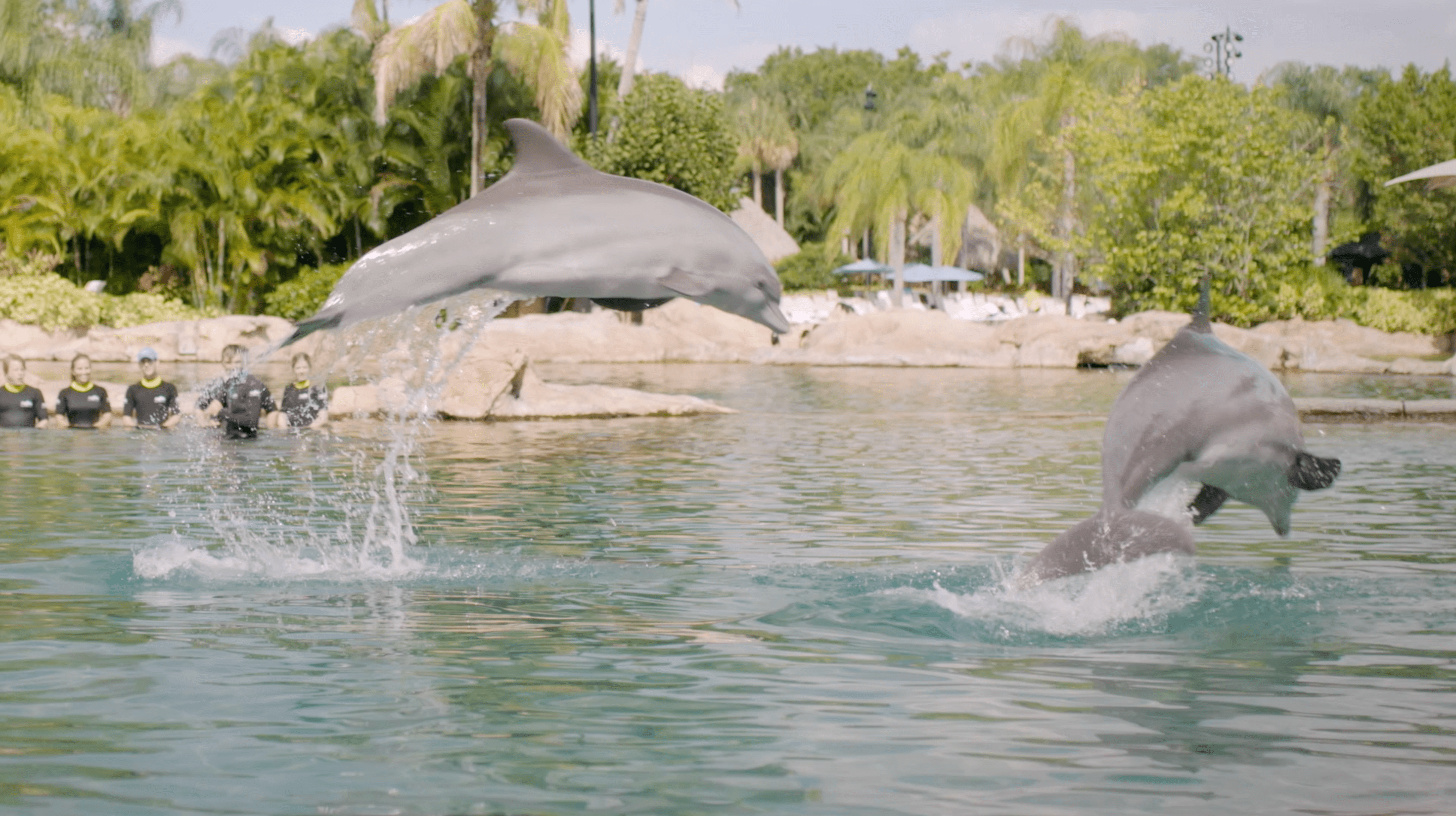 Travel+Leisure + Discovery Cove Bark Bark