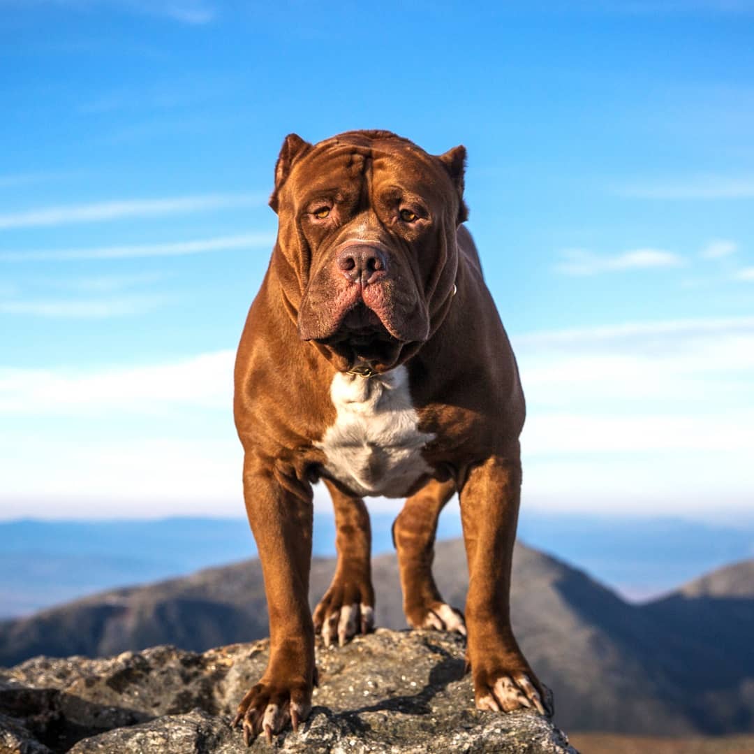 World’s Biggest Pit Bull Strikes Up A Friendship With Pint