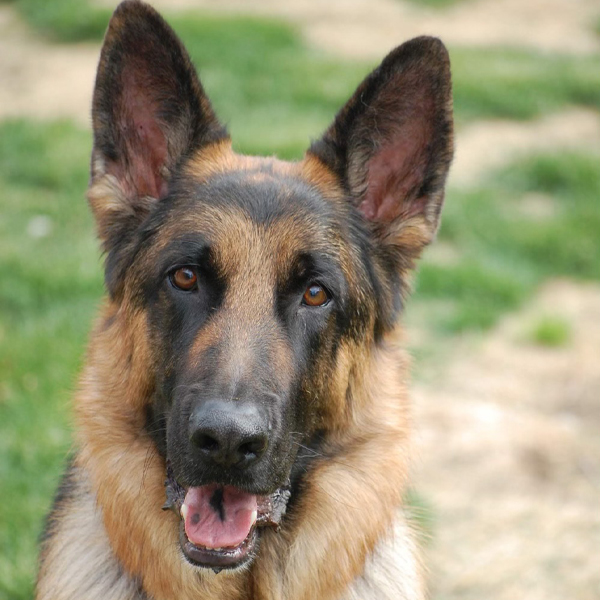 Barker Brook Kennels About Us