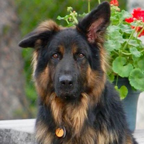 Barker Brook Kennels About Us