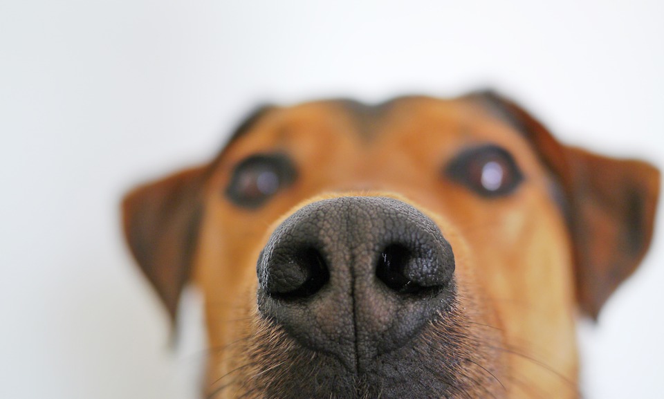 12 Scenting and tracking nose games for dogs Barkercise