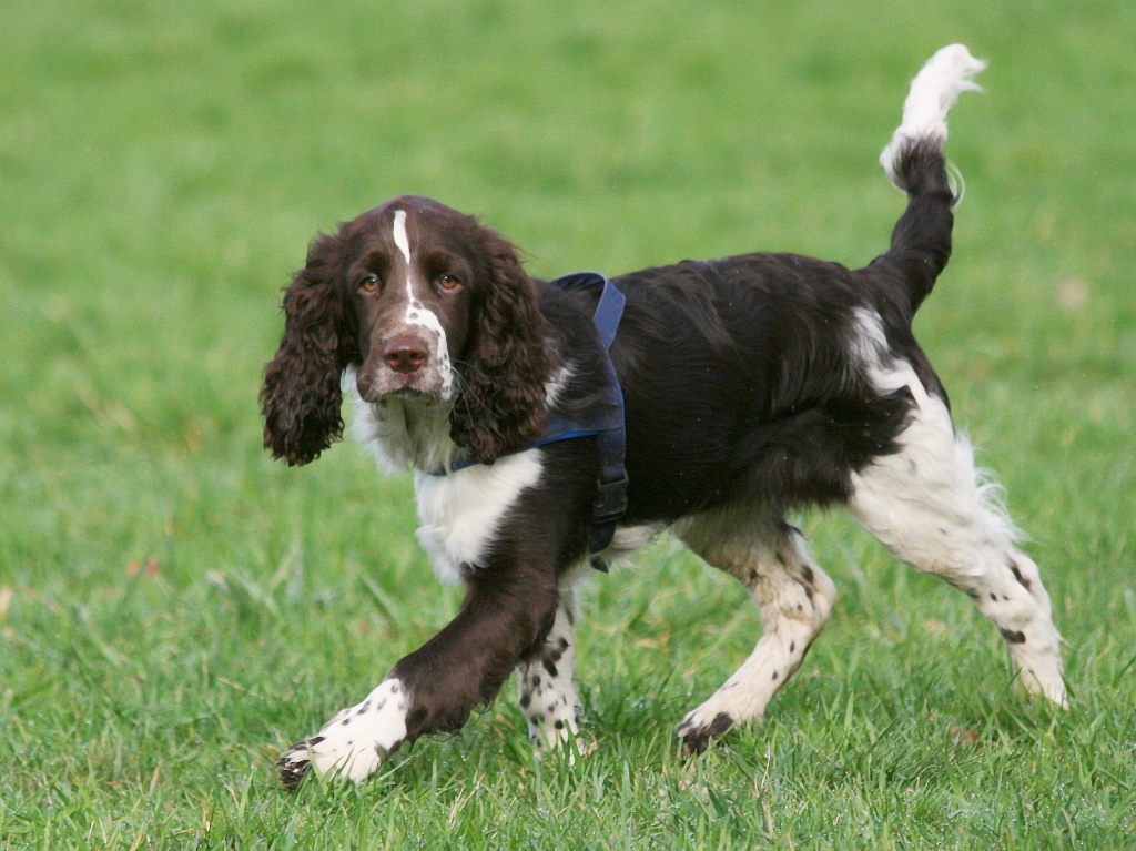 How much exercise does a spaniel need Barkercise