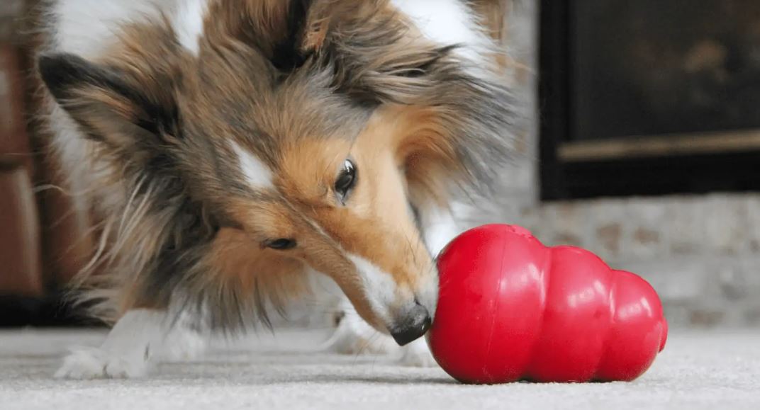Best Enrichment Toys for Dogs Barkercise