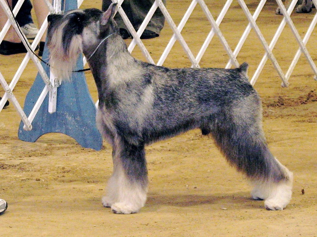 Standard Schnauzer exercise needs and ideas guide Barkercise