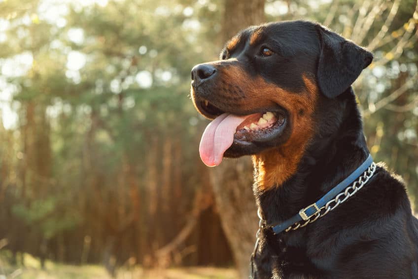 Are Rottweilers good hiking dogs Barkercise