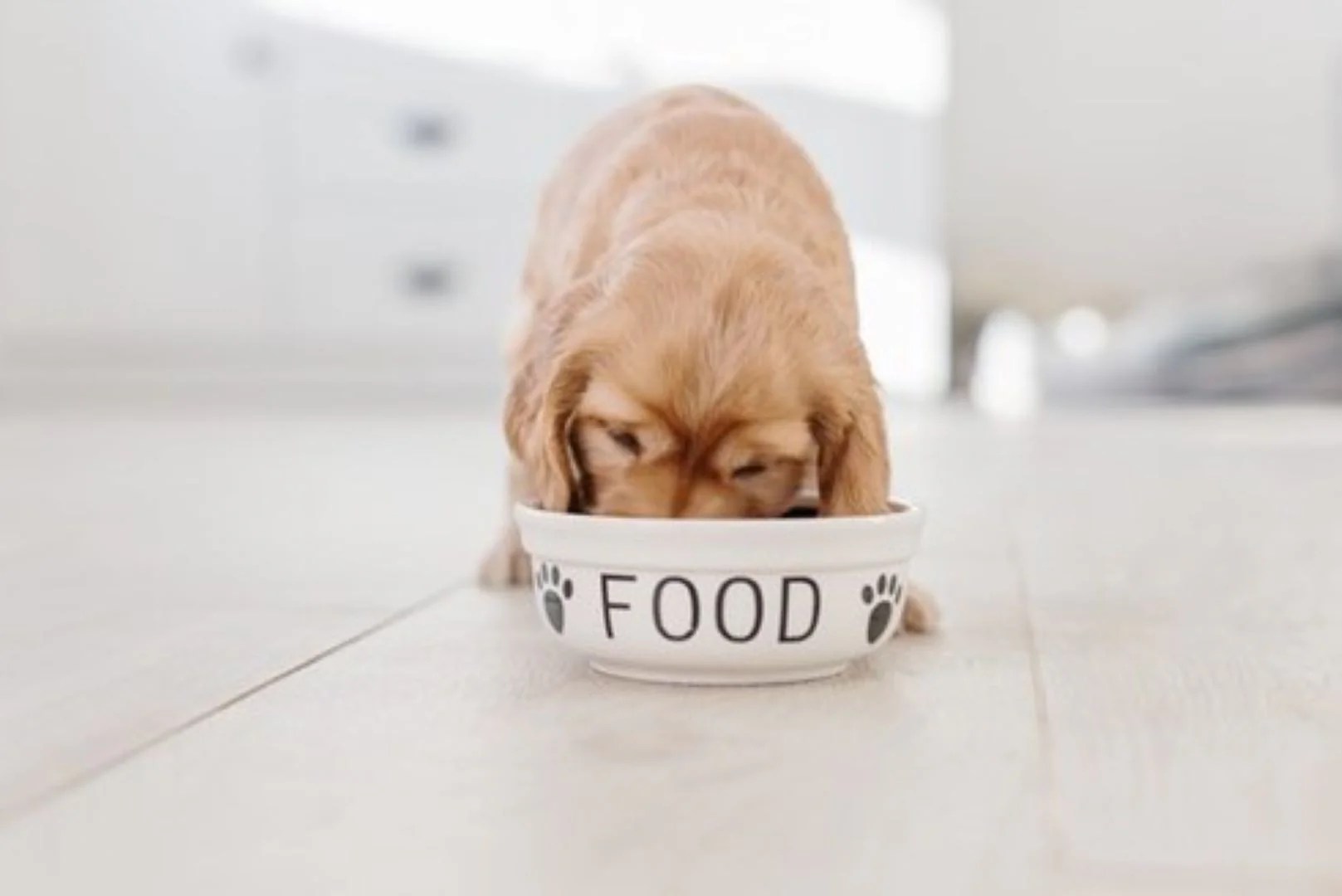 Storing Dog Food What to look for in choosing a dog food storage cont