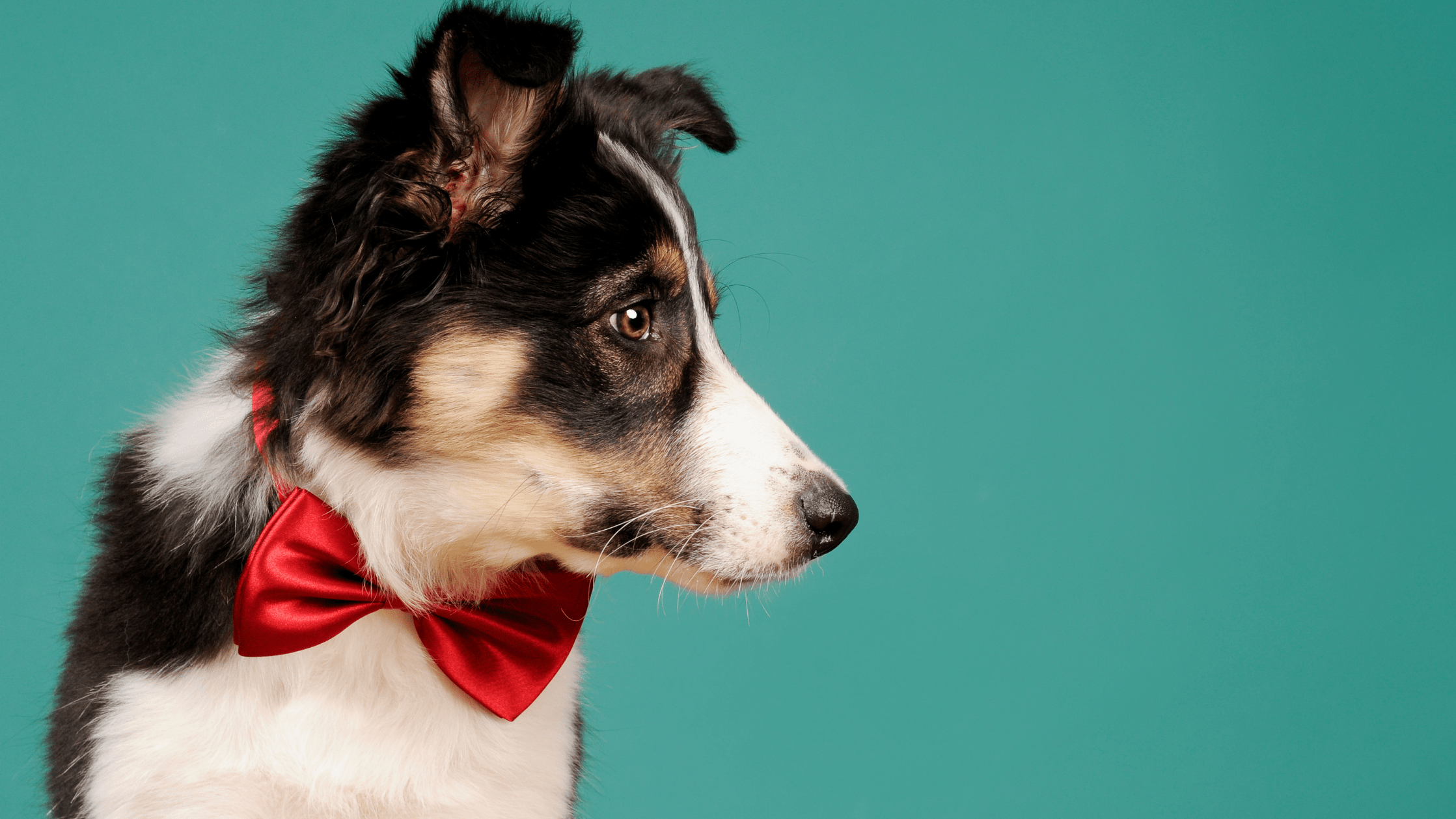 101 Boy Dog Names You Might Consider Naming Your Pet From Popular To