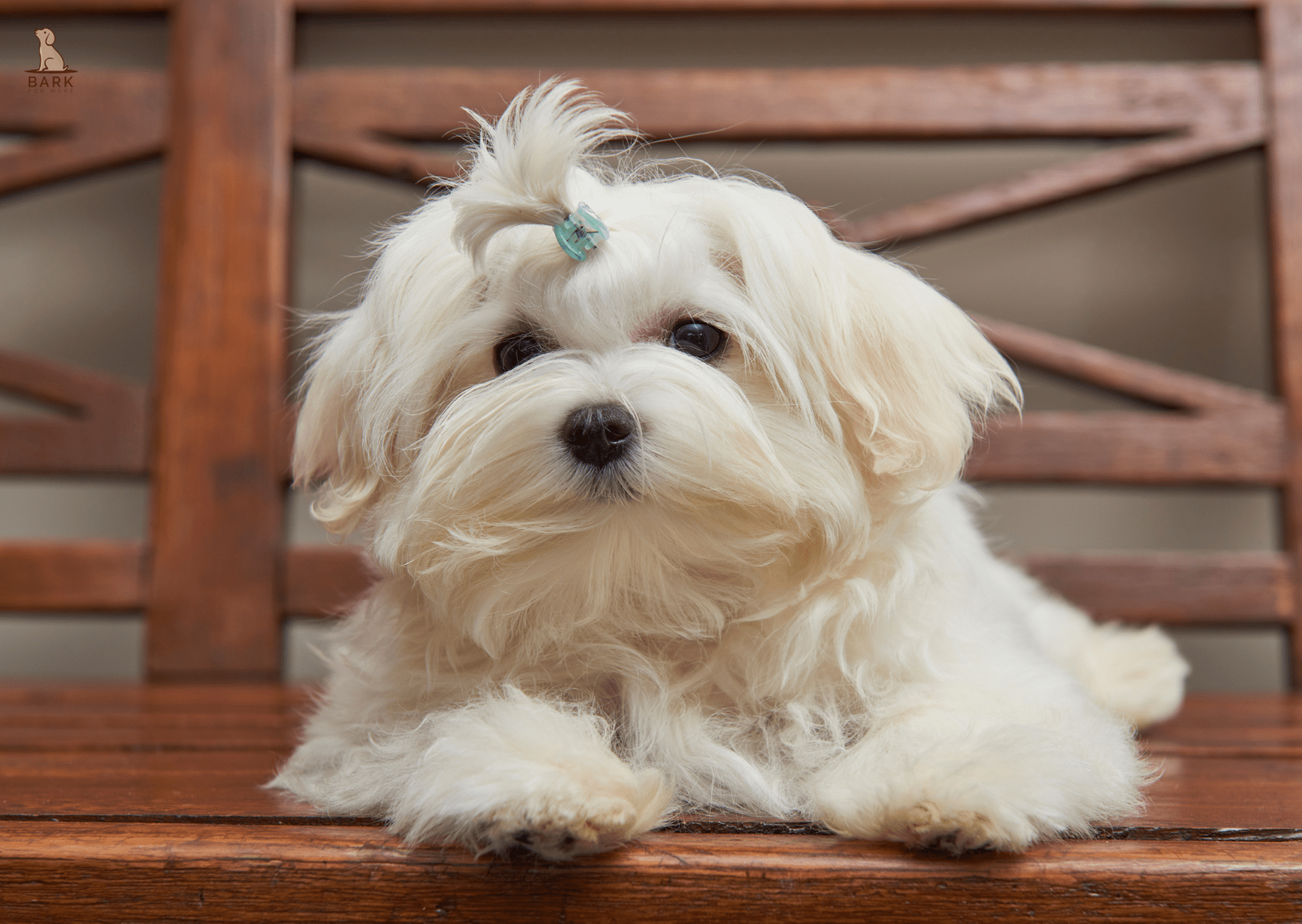 14 Best Dogs For An Apartment Lifestyle Bark For More