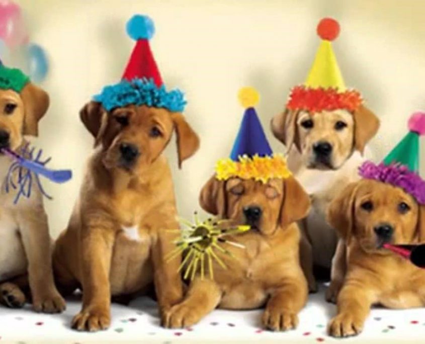5 Ways to Celebrate Your Dog’s Birthday BarkHappy