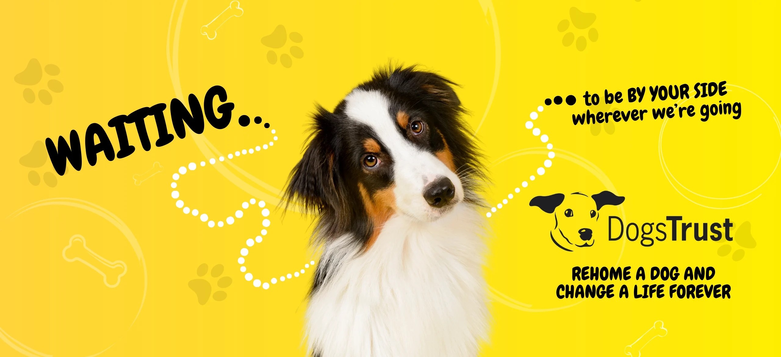 Why Does My Dog Lick My Feet? The Reasons Behind It