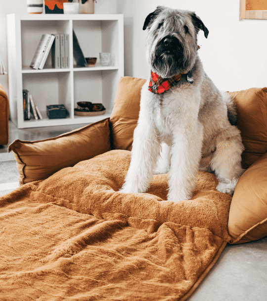 33 of the Coziest Modern Farmhouse Style Dog Beds