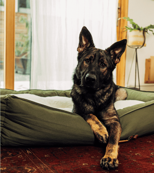 33 of the Coziest Modern Farmhouse Style Dog Beds