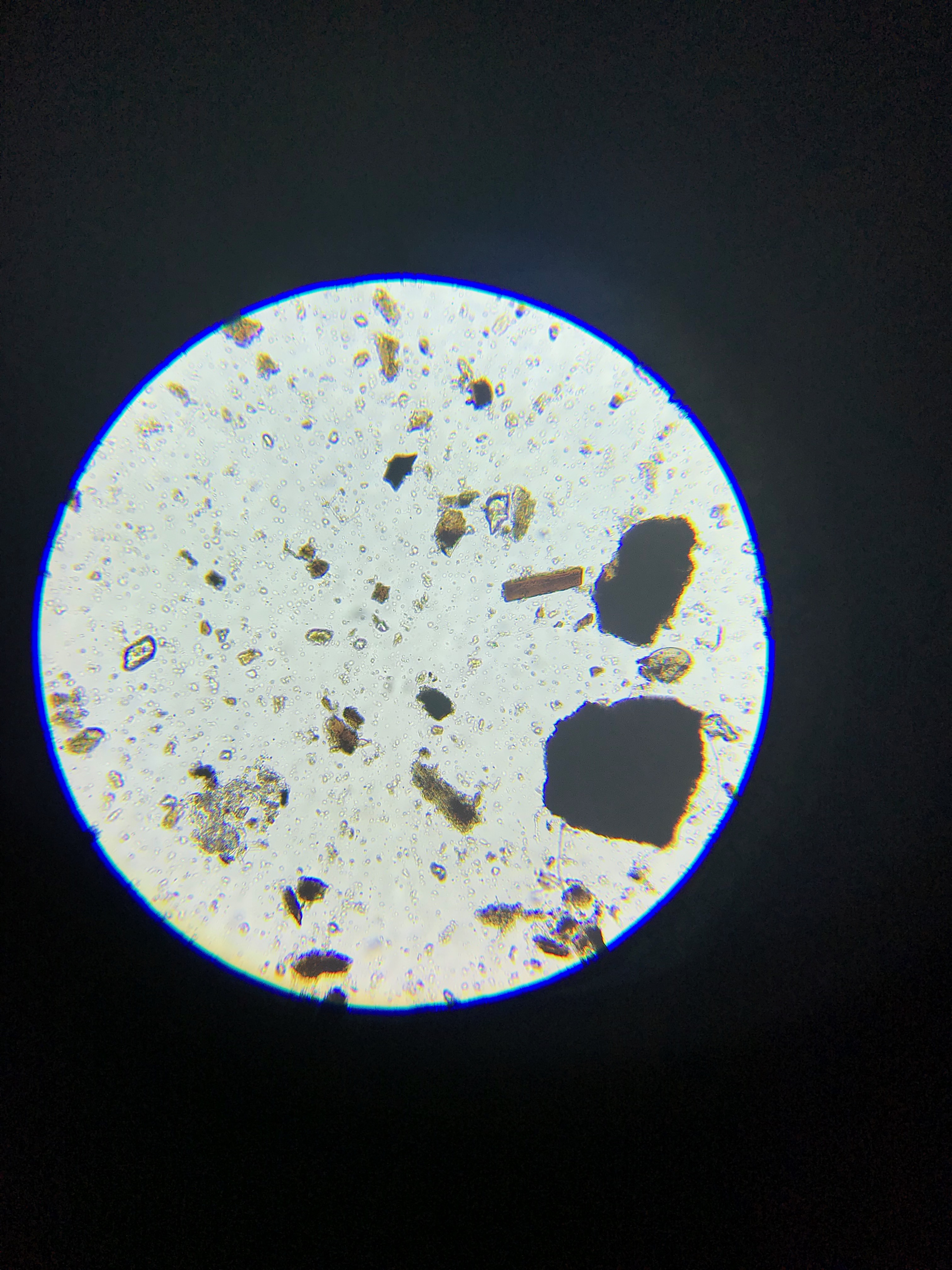 Typical field at 100x