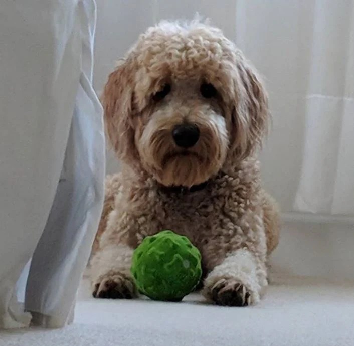 Best dog food and shampoos Goldendoodles Barking Doodle