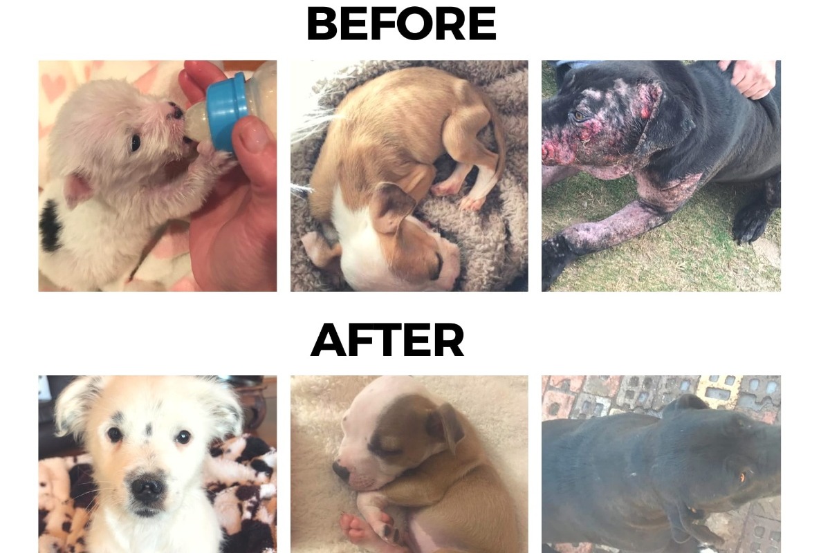 Help for Jeffreys Bay Rescue Sanctuary ongoing BarkingMad Dogtown