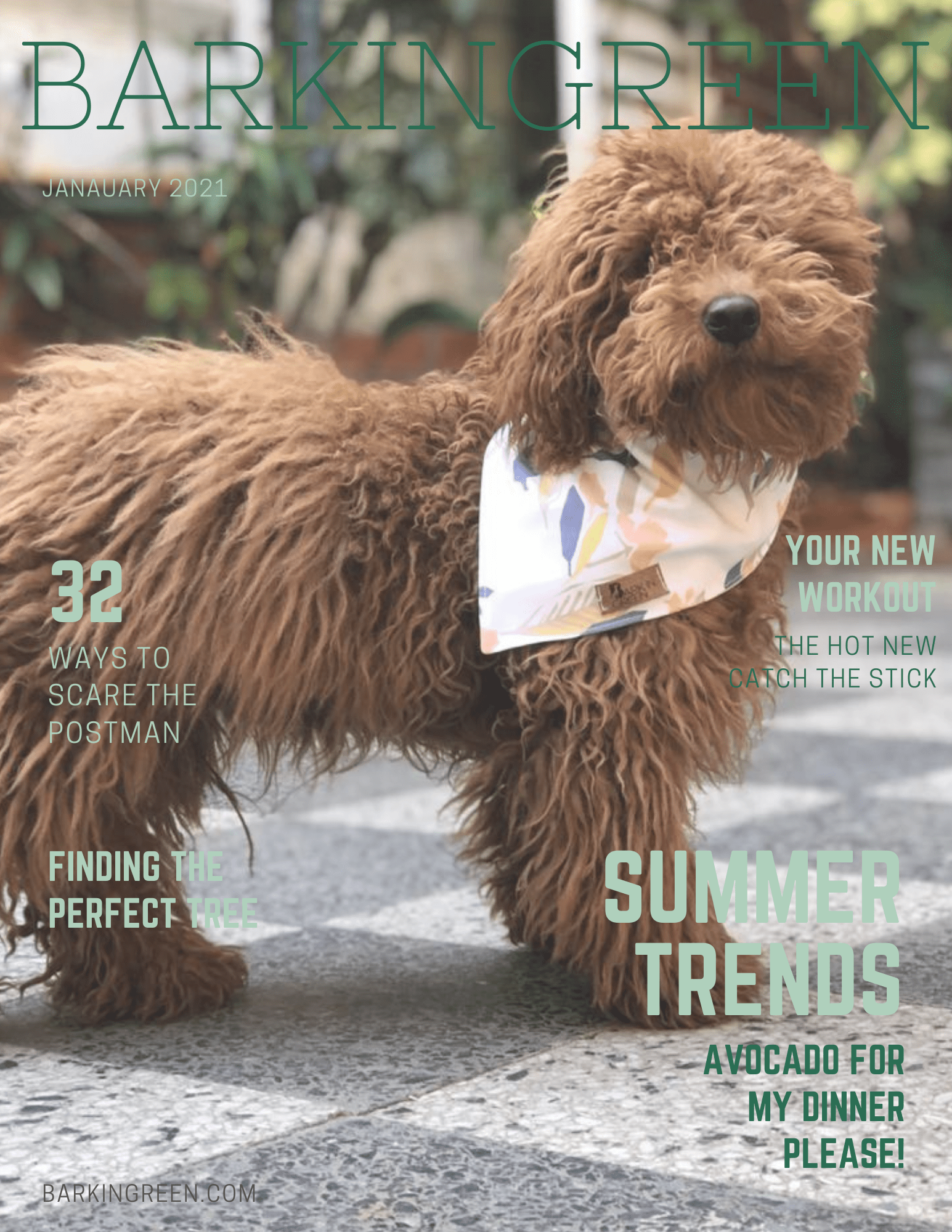 Are Avocado Plants Poisonous To Cats And Dogs