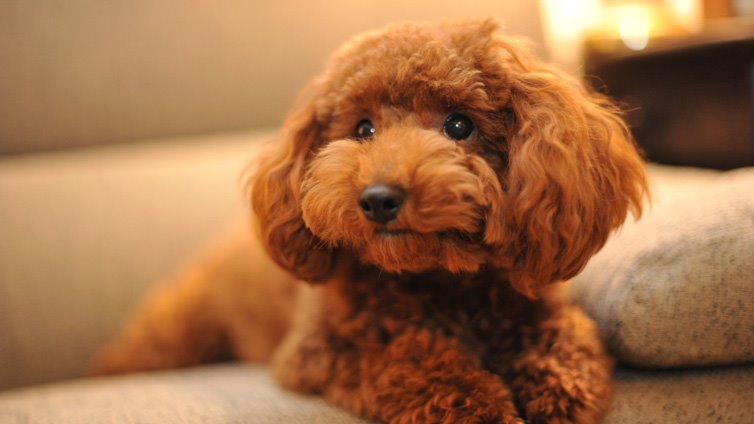 15 Dog Breeds That Don't Smell Barking Royalty